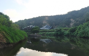 �S�ģ���ɽҰ�صĹŴ�ľ��������ϧ��