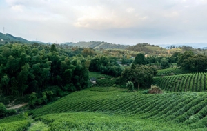 �����S�ģ��֙C�zӰ׌����׃�ø��И�Ȥ