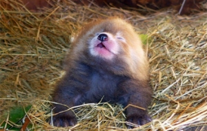 ����С��؈���u���ұ��ȷ�����