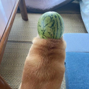 ���ԓ�����ϣ����ﰡ����ô׃�ɺ��̲���