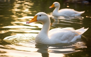 ����˞�ɶ���Z�аמ���������֮�g��ʲô�P��