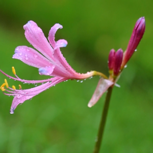 �˰����S�ģ���������ͤͤ�����������։���