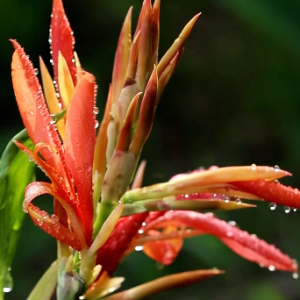 �zӰ����Щ�����������������������ڼ����������