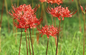 ���_�˰������G��ֻ�ǻ��~�z��Ҋ