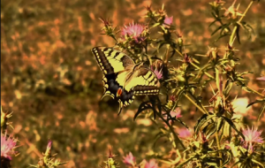 Ϧꖟo�޺ã�ֻ�ǽ��S��