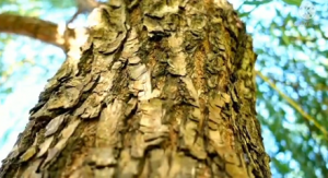 ׷����Ȼ֮����̽����ľ����