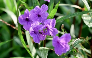 ���g���ã��q����Ȼ���\����ƣ����������