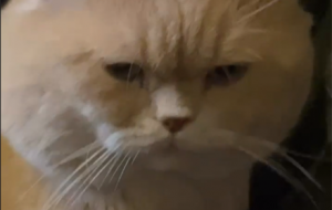 ί��؈؈�������^�������ȿ���