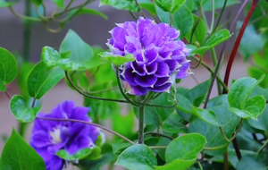 �������L�Гuҷ���ˣ�ӛ������L��