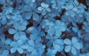 �����x�Ĕz��һ�M��ɫ�{�ָ߼��Ļ����ͽo��