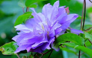 �uҷ�����L�еĻ������������