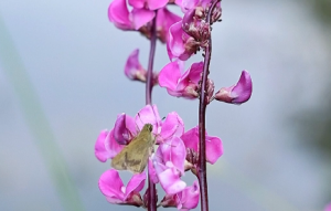 �S�ģ��ӻ��r�壬�ѹ��l�������