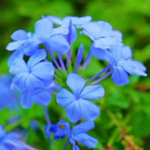 �S�ģ��r������������ɐ�