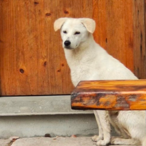 ����������һ��犃��ж����˄ݣ�