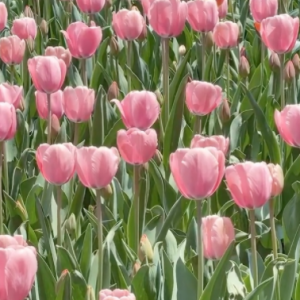 �W�ѷ�����ֻҪ�л��_���Ͳ����S��������