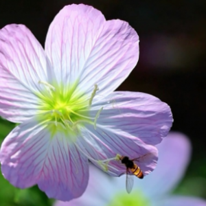 �zӰ����һ��ƽ��С�����o�o�_�ڕr����