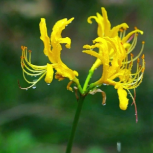 �S�ģ��vȻ���~�ɲ�Ҋ�������˼������