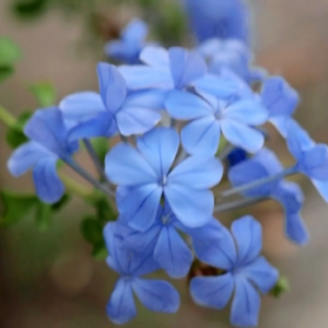 �{ѩ���S�ģ�һ��һ���������䐂