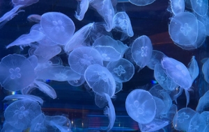 ����ʽ�򿨺������磺�������Ȥ