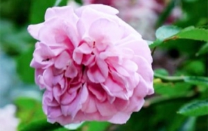 ��׽��߅�������L�Гuҷ�Ļ���������