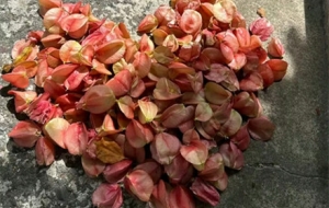 һ�Ù�䣡����һ��ʢ�������