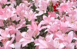 ���õĕr(sh��)�⣡�������İٺϻ���ײ���M��