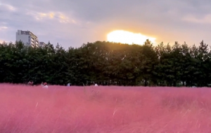 ��Ƭ����y�Ӳ������˷�ɫ����