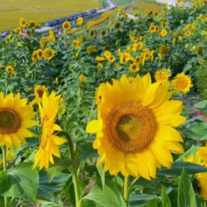 ����򿨣������������ʢ�_�����տ���~