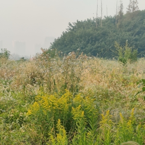 �S�ģ�һ�ش�һ֧�S�����M�ض������ɫ��