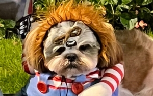 �Ϻ����^�f(w��n)ʥ��(ji��)��g�������٬F(xi��n)��(j��ng)���(ch��ng)��