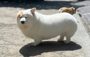 ���ֵİ�ʹ��������ֺ�