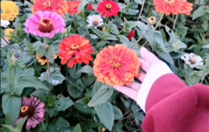 ʮһ�£��ƴ��Լ�����ؓ(f��)����