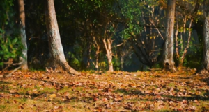 �S���Ĺ��@��ӛ�һ���@���õĕr��