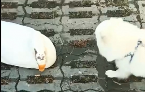 ����PK���Z�������mС�����Z