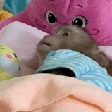 ����һ����L���������A�δ_������ռ��(y��u)�ݣ��꼉50���������(sh��)��������