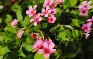 �S�ģ������c��˲�g��׽