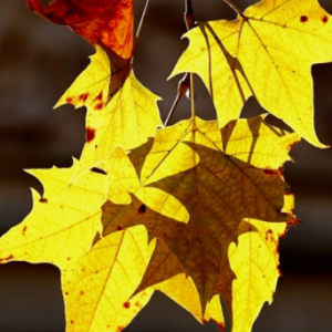 ���~�S�ģ��m��������������δ�M��