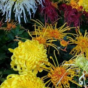 �����r�����q�°�Ȼ�����������ڟo�a������