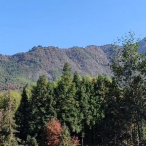 �������ģ�ɽɽ����������������