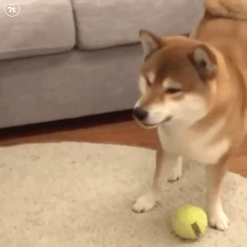 ���Ǹ㲻�����Ѕ^�ⷿ���˶��]���ˣ���ǰ�ɲ����@�ӵ�