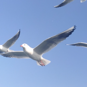 �������t�u���������L�����h��������