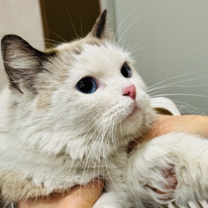 ���Ϻ�󸽽�С�^���l�ҵĲ�ż؈�߁G��