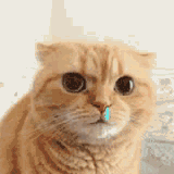 ���²��ʳ�õļt���࣬�t��������Ȼ�����......