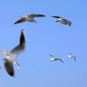 �x�^侼t���t�����Ա������������Ѱ����ğ���