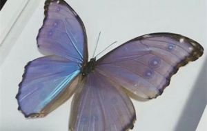 ��һ��Ҋ��ɫ����������������