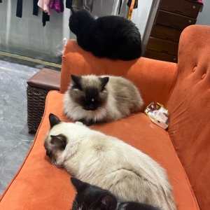 �ɞ��ֻ؈؈���Pʺ����옷���������X�����...