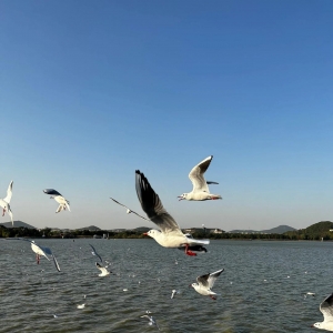 �S���Ĵ򿨣�һ����ι���t��