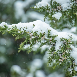 ߀��6�ν��꣨ѩ�������K�����A�y