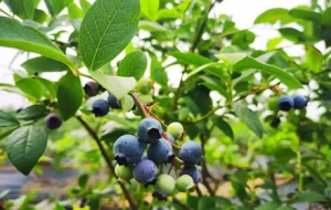 ��ꎡ��[�ؿ�خa���Ϸ֣�