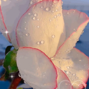 �W(w��ng)�ѷ������������(y��ng)�_��Ը���ⲻ��